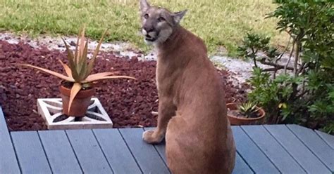 Twenty-five to 50 of the rare cats are. . Florida panther sightings in brevard county